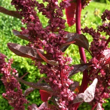 Лебеда садова (Atriplex hortensis)