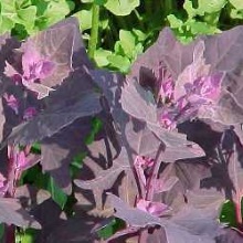 Лебеда садова (Atriplex hortensis)