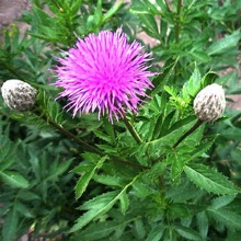 Левзея сафлороподібна (Rhaponticum carthamoides)