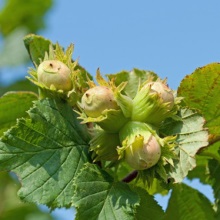Фундук (Corylus avellana)