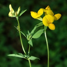 Лядвенець рогатий (Lotus corniculatus)