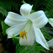 Лілія біла (Lilium candidum)
