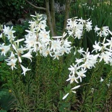 Лілія біла (Lilium candidum)