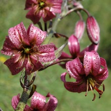 Лілія кучерява або строката (Lilium martagon)