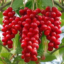 Лимонник китайський (Schisandra chinensis)