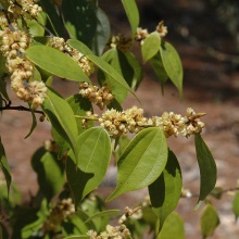 Ліндера чилібухолістна (Lindera aggregata)