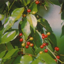 Ліндера чилібухолістна (Lindera aggregata)