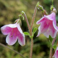 Ліннея північна (Linnaea borealis)