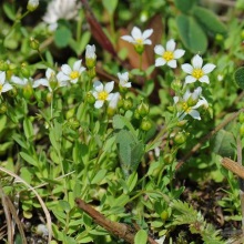 Льон проносний (Linum catharticum)