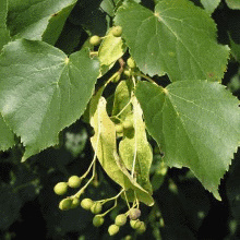 Липа серцеподібна або дрібнолиста (Tilia cordata)