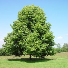 Липа серцеподібна або дрібнолиста (Tilia cordata)