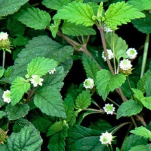 Ліппія солодка (Lippia dulcis)