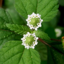 Ліппія солодка (Lippia dulcis)