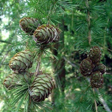 Листвениця сибірська (Larix sibirica)