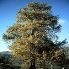 Листвениця сибірська (Larix sibirica)