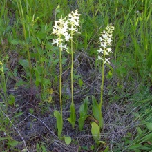 Любка дволистова (Platanthera bifolia)