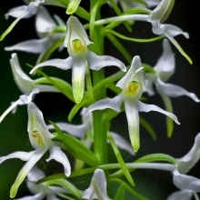 Любка дволистова (Platanthera bifolia)