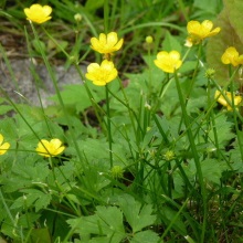 Лютик їдкий (Ranunculus acris)