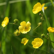 Лютик їдкий (Ranunculus acris)