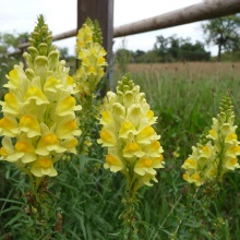 Льнянка звичайна (Linaria vulgaris)