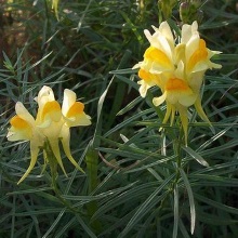 Льнянка звичайна (Linaria vulgaris)