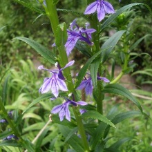 Лобелія сидячоквіткова (Lobelia sessilifolia)