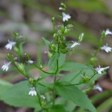 Лобелія здута (Lobelia inflata)