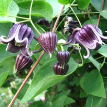 Ломонос бурий (Clematis fusca)