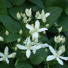 Ломонос маньчжурський (Clematis manschurica)