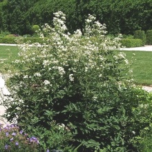 Ломонос прямий (Clematis recta)