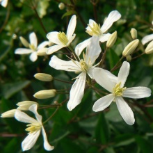 Ломонос прямий (Clematis recta)