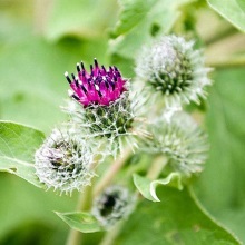 Лопух великий (Arctium lappa)