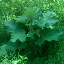 Лопух великий (Arctium lappa)