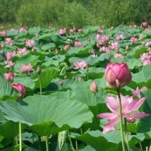 Лотос каспійський (Nelumbo caspica)
