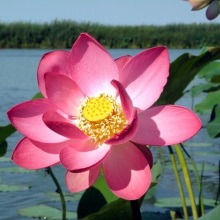 Лотос каспійський (Nelumbo caspica)