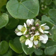 Ложечниця лікарська (Cochlearia officinalis)