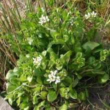 Ложечниця лікарська (Cochlearia officinalis)