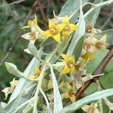 Лох вузьколистий (Elaeagnus angustifolia)