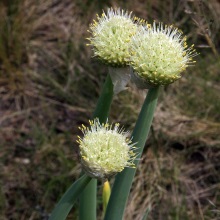 Цибуля алтайська (Allium altaicum)