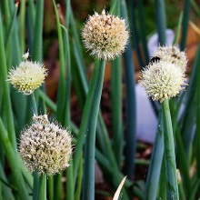 Цибуля-батун (Allium fistulosum)