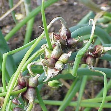 Цибуля багатоярусна (Allium proliferum)
