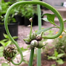 Цибуля багатоярусна (Allium proliferum)