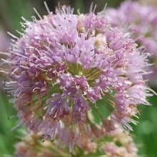 Цибуля поникаюча (Allium nutans)