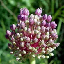 Цибуля порей (Allium porrum)