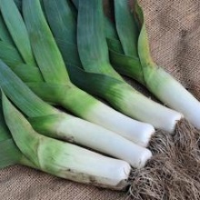 Цибуля порей (Allium porrum)