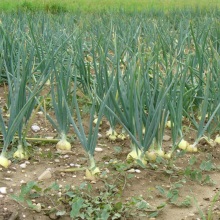 Цибуля ріпчаста (Allium)