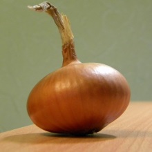 Цибуля ріпчаста (Allium)