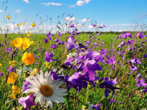 Календар збору лікарських рослин