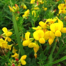 Люцерна посівна (Medicago sativa)