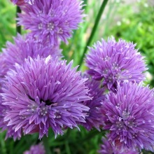 Цибуля або шніт-цибуля (Allium schoenoprasum)